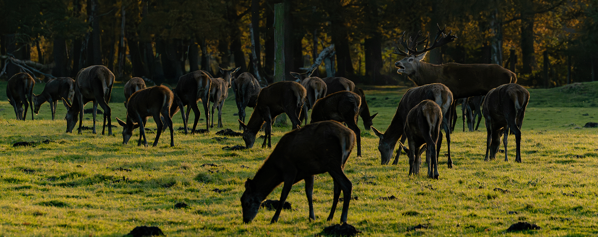 Einschießen der Jagdwaffen